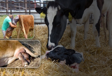 La fase de dilatación del parto es cuando se presentan las contracciones uterinas y la vaca comienza a verse más nerviosa. Foto: mexico.altagenetics.com - Minuta Agropecuaria - Captura de pantalla del video www.youtube.com/watch?v=NOZyPcO7HU0 del canal de youtube Linder Cruz Ganadería, ganadería colombia, noticias ganaderas, noticias ganaderas colombia, CONtexto ganadero, Ganadería Sostenible, parto de las vacas, procesos de parto de las vacas, fases del parto de la vaca, asistencia de parto de la vaca, asistir el parto de la vaca, vaca después del parto, recomendaciones parto de la vaca