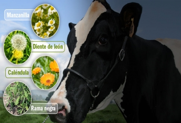 7 remedios naturales de origen indígena para tratar a las vacas | CONtexto  ganadero