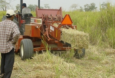 La fabricación de henos es un proceso relativamente sencillo, pero tiene inconvenientes como la falta de condiciones como una temporada seca o forrajes de calidad. Foto: zoovetesmipasion.com henificación, Heno, conservación de alimentos, conservación, procesos henificación, ventajas del heno, beneficios del heno, heno en colombia, preparación del heno, calidad del heno, factores de calidad del heno, desventajas de hacer heno, ganado bovino, ganadería bovina, ganaderos, ganaderos colombia, ganado, vacas, vacas Colombia, bovinos, Ganadería, ganadería colombia, noticias ganaderas, noticias ganaderas colombia, CONtexto ganadero, contextoganadero