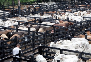 El profesionan expone que para entender la trazabilidd hay que conocer lo que realmente sucede dentro de una subasta. Foto: eluniversal.com.co Ganadería, ganadería colombia, noticias ganaderas, noticias ganaderas colombia, CONtexto ganadero, Trazabilidad, importancia trazabilidad, aspectos de la trazabilidad, objetivos de la trazabilidad, objetivos para lograr la trazabilidad, mercados internos de la carne en colombia, mercados externos de la carne, identificación trazabilidad, base de datos trazabilidad, subastas, entender subastas