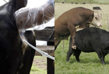 De acuerdo con el experto, la clave de los procesos reproductivos es la precisión del tiempo. Foto: infocampo.com.ar - intervetsudeste.blogspot.com ganadería, ganadería colombia, noticias ganaderas, noticias ganaderas colombia, contexto ganadero, cría, cría de ganado, sistemas de cría, aumentar la cría en Colombia, alternativas para aumentar la cría en colombia, inseminación artificial para aumentar la cría, monta estacional, ventajas monta estacional, bondades monta estacional