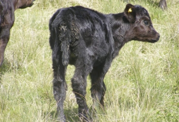 Por causa de la diarrea neonatal se presentan la mayor parte de las muertes de los terneros por lo que es importante estar atento a los síntomas y tomar medidas a tiempo. Foto: inta.gob.ar diarrea neonatal, muerte, Terneros, INIA, Uruguay, signos clínicos, deposiciones, enfermedad, sangre, deshidratación, pérdida de apetito, depresión, desequilibrio electrolítico, acidosis, identificación, aislamiento, medidas de higiene, bioseguridad, crianza, sales rehidratantes orales, Alimentos, Agua, veterinario, agentes parasitarios virales, bacterianos, transmisibles, sonda bucoesofágica, Ganadería, ganadería colombia, noticias ganaderas colombia, CONtexto ganadero