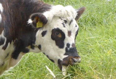 Las bacterias de diversas plantas que terminan en el rumen y van enriqueciendo el potencial de degradación de la fibra. Foto: Fedegán FNG ganadería, ganadería colombia, noticias ganaderas, noticias ganaderas colombia, contexto ganadero, rumen, microbiología ruminal, microbiología, nitrógeno, nitrito, nitrato