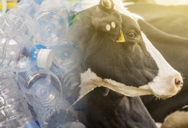 Científicos austriacos comprobaron que algunos microorganismos de la vaca servirían en la degradación de los plásticos. Foto: bekiamascotas.com - plastico.com microorganismos, estómago, vaca, descomponer, plástico, bacterias, órgano digestivo bovino, poliésteres, laboratorio, microbios, material vegetal, rumen, Austria, Mataderos, desperdicio, PET, polímero sintético, textiles, empaques, PBAT, plástico biodegradable, bolsas de plástico, PEF, recursos renovables, enzimas, Carbios, Ganadería, ganadería colombia, noticias ganaderas colombia, CONtexto ganadero