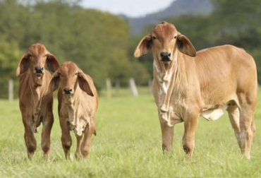 La monta estacional también ayuda a tener más kilos de peso vivo al destete. Foto: revistageneticabovina.com ganadería, ganadería colombia, noticias ganaderas, noticias ganaderas colombia, contexto ganadero, cría, cría de ganado, sistemas de cría, aumentar la cría en Colombia, alternativas para aumentar la cría en colombia, inseminación artificial para aumentar la cría, monta estacional, ventajas monta estacional, bondades monta estacional
