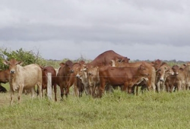 Una de las bondades de la monta es que permite concentrar los partos en un mismo periodo de tiempo, lo cual facilita las labores en la finca. Foto: engormix.com Ganadería, ganadería colombia, noticias ganaderas, noticias ganaderas colombia, CONtexto ganadero, cría, cría de ganado, sistemas de cría, aumentar la cría en Colombia, alternativas para aumentar la cría en colombia, inseminación artificial para aumentar la cría, Monta estacional, ventajas monta estacional, bondades monta estacional
