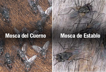 Una de las diferencias entre la mosca de los cuernos y la de los establos es que las primeras permanecen toda su vida en el cuerpo del animal, mientras que las segundas pasan de animal en animal. Foto: agroveterinariarivoira.com - zeulab.com Ganadería, ganadería colombia, noticias ganaderas, noticias ganaderas colombia, CONtexto ganadero, requerimientos nutricionales, nutrición bovinos, estado de producción de bovinos, edad de bovinos, condición corporal de bovinos, clima, destete, producción de leche, entore