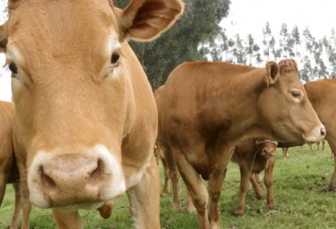 Uno de los puntos claves en el requerimiento de nutrientes es la condición corporal del animal, pues los más grandes necesitan más alimentación que los pequeños. Foto: Fedegán FNG Ganadería, ganadería colombia, noticias ganaderas, noticias ganaderas colombia, CONtexto ganadero, requerimientos nutricionales, nutrición bovinos, estado de producción de bovinos, edad de bovinos, condición corporal de bovinos, clima, destete, producción de leche, entore