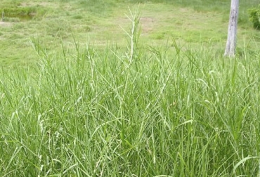 Diversas investigaciones han comprobado que el uso de pasto estrella en ganado vacuno mejora la ganancia de peso, bien sea como único forraje o en asocio con otras especies en sistemas silvopastoriles. Foto: invesa.com pasto Estrella, pasto estrella para ganado bovino, ventajas del pasto estrella, pasto estrella 2021, bondades del pasto estrella, pasto estrella para producción de carne, pasto estrella ganado, pasto estrella vacas, Cynodon plectostachyus, estrella de África, ganado bovino, ganadería bovina, ganaderos, ganaderos colombia, ganado, vacas, vacas Colombia, bovinos, Ganadería, ganadería colombia, noticias ganaderas, noticias ganaderas colombia, CONtexto ganadero, contextoganadero