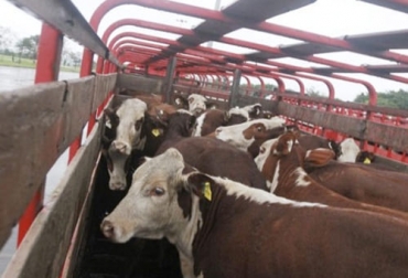 El transporte de ganado puede generar grandes pérdidas económicas si no se mitigan algunos factores que pueden ocasionar deshidratación, contusiones o incluso la muerte. Foto: elabcrural.com transporte ganado, pérdidas económicas transporte de ganado, pérdidas de peso en el transporte, contusiones transporte ganado, transporte bovinos, transporte ganado bovino, transporte de animales, transporte de vacas, camiones vacas, pérdidas económicas ganadería, ganado bovino, ganadería bovina, ganaderos, ganaderos colombia, ganado, vacas, vacas Colombia, bovinos, Ganadería, ganadería colombia, noticias ganaderas, noticias ganaderas colombia, CONtexto ganadero, contextoganadero