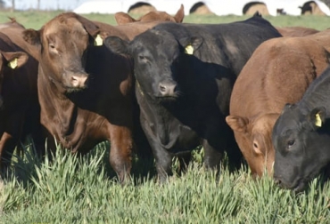 De acuerdo con el experto, hay que conocer las especies que hay en la región para así tener claro qué puede servirle a su finca. Foto: defrentealcampo.com.ar Ganadería, ganadería colombia, noticias ganaderas, noticias ganaderas colombia, CONtexto ganadero, producción ganadera, producción ganadera sostenible, suplementar, suplementar bovinos, por qué suplementar bovinos, modelo de negocio americano, suplementación comercial industrial, ficha técnica suplemento ganado, tabla nutricional suplemento comercial bovinos