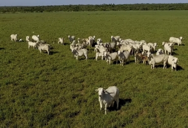 Con el adecuado manejo de la tecnología, Agrosavia ha logrado aumentar la carga de animales por hectárea en la altillanura. Foto: Captura de pantalla del video youtube.com/watch?v=GfAb9C55XaI del canal de youtube TvAgro Agrosavia, carga por hectárea, altillanura, alternativas tecnológicas, competitividad, producción ganadera, sostenibilidad, mejoramiento genético, manejos zootécnicos, sistemas silvopastoriles, condiciones medioambientales, brahman, plataforma de información genómica, apareamientos, reproductores, hembras, valores genéticos, fenotípicos, nutrición, forrajes, ganadería, ganadería Colombia, noticias ganaderas Colombia, contexto ganadero