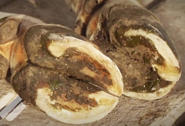 La pododermatitis puede ocasionar pérdida de la condición corporal del animal debido a que se les quita el apetito. Foto: actualidadganadera.com ganadería, ganadería colombia, noticias ganaderas, noticias ganaderas colombia, contexto ganadero, vaca cojera, cojera en las vacas, problemas podales en las vacas, consecuencia de cojeras en las vacas, consecuencia de los problemas podales en las vacas, falta de reproducción en vacas, inversión en cojeras de vacas, factores de riesgo de cojeras, pododermatitis, consecuencia pododermatitis