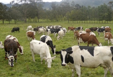 La producción de carne y leche juega un papel central en la seguridad alimentaria actual y futura. Foto: elproductor.com Consejo de Exportación de Productos Lácteos, Iica, producción ganadera, Alimentos, sistema alimentario mundial, proteína animal, cría de animales, Seguridad Alimentaria, Cumbre de Sistemas Alimentarios 2021, Naciones Unidades, pastizales, emisiones, gases de efecto invernadero, Cambio climático, nutrición, innovación, producción sustentable, lácteos, carne, nutrientes, yodo, vitamina B12, calcio, potasio, vitamina D, macronutrientes, micronutrientes, Ganadería, ganadería colombia, noticias ganaderas colombi
