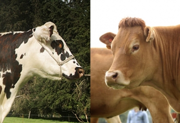 Ambas razas europeas se destacaron en el estudio por sus aportes genéticos a caracteres de crecimiento y composición corporal del ganado. Foto: Fedegán - FNG Ganado normando, ganado limousin, cruces normando, cruces limousin, normando, limousin, simmental, guzerat, blanco orejinegro, rendimiento ganado, razas bovinas para producción, producción ganadera, razas bovinas, cruces bovinos para mayor productividad, ganado bovino, ganadería bovina, ganaderos, ganaderos colombia, ganado, vacas, vacas Colombia, bovinos, Ganadería, ganadería colombia, noticias ganaderas, noticias ganaderas colombia, CONtexto ganadero, contextoganadero