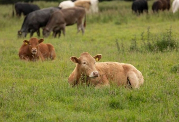 Una nueva investigación de la Universidad de Georgia descubrió salmonella resistente a los antimicrobianos en vacas. Foto: Andrew Davis Tucker / UGA Ganadería, ganadería colombia, noticias ganaderas, noticias ganaderas colombia, CONtexto ganadero, resistencia microbiana, Resistencia a los Antibióticos, antibióticos en ganadería, uso de antibioticos, salmonella, combatir la salmonella, combatir la resitencia de antimicrobianos