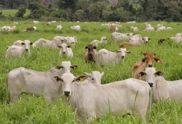 Las visitas se van a realizar durante estas dos semanas. Los técnicos y profesionales se encargarán de analizar el estado de los predios. Foto: agriculturasostenible.eco ganadería, ganadería colombia, noticias ganaderas, noticias ganaderas colombia, contexto ganadero, ganadería colombiana sostenible, ganadería sostenible, sello ganadería sostenible, sello de confianza de ganadería sostenible, cámara de ganadería sostenible, sello ambiental ganadero colombiano, sostenibilidad, ganadería regenerativa, visitas sello ambiental ganadero colombiano