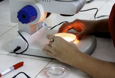 Según la investigación, el espermatozoide X contiene un 3.8 % más de ADN que el Y. Foto: ganadosycarnes.com ganadería, ganadería colombia, noticias ganaderas, noticias ganaderas colombia, contexto ganadero, semen sexado, separación semen sexado, métodos de separación semen sexado, ADN, citometria, congelación de semen