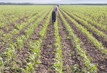 Dos ingenieros agrónomos ofrecieron de manera detallada algunas claves para lograr una óptima siembra de maíz. Foto: eleconomista.com.mx Sembrar maíz, recomendaciones para sembrar maíz, cultivo de maíz, maíz para ensilaje, maíz ensilaje ganadería, maíz en colombia, rendimientos del cultivo de maíz, claves para un buen cultivo de maíz, aspectos a tener en cuenta a la hora de sembrar maíz, ganado bovino, ganadería bovina, ganaderos, ganaderos colombia, ganado, vacas, vacas Colombia, bovinos, Ganadería, ganadería colombia, noticias ganaderas, noticias ganaderas colombia, CONtexto ganadero, contextoganadero