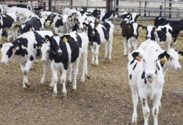 El experto menciona que a los terneros se les debe aplicar la desparasitación máximo cinco veces al año. Foto: campogalego.es Ganadería, ganadería colombia, noticias ganaderas, noticias ganaderas colombia, CONtexto ganadero, parásitos, control de parásitos, control de parásitos gastrointestinales, prevalencia parasitos gastrointestinales en Colombia, cuidado parásitos gastrointestinales en Colombia, influencia parásitos gastrointestinales en colombia, resistencia parásitos, dinámica de parásitos en los pastos, parásitos en las pasturas, clima, clima influye en presencia de parásitos, controlar el clima