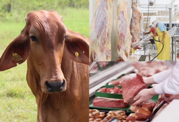 El experto menciona que la identificación es como la cédula del animal que lo va a acompañar durante toda su vida. Foto: sociedadsostenible.co - precintia.com - laopinion.com.co ganadería, ganadería colombia, noticias ganaderas, noticias ganaderas colombia, contexto ganadero, trazabilidad, importancia trazabilidad, aspectos de la trazabilidad, objetivos de la trazabilidad, objetivos para lograr la trazabilidad, mercados internos de la carne en colombia, mercados externos de la carne, identificación trazabilidad, base de datos trazabilidad