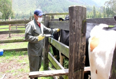 La compañía está entregando antihistamínicos y antiinflamatorios en caso de que se presenten reacciones alérgicas durante el proceso. Foto: ICA. Ganadería, ganadería colombia, noticias ganaderas, noticias ganaderas colombia, CONtexto ganadero, Ciclo de Vacunación, Ciclo de Vacunación contra aftosa, reacción alérgica vacuna contra aftosa, Vecol, vecol colombia