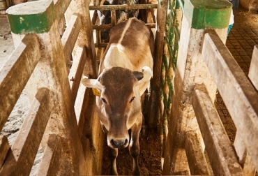 Al 4 de julio de 2021 difundido por Fedegan-FNG, se ha vacunado el 74,5 % del hato bovino y bufalino (21’870.502 animales). Foto: Fedegán vacunación bovina, vacunación contra la aftosa, Se extiende ciclo de vacunación contra la aftosa, Covid-19, invierno, paro, bloqueos viales, Deyanira Barrero León, gerente general del ICA, Fedegán-FNG, vacas, vacas Colombia, lechería, bovinos, ganadería bovina, ganadería bovina Colombia, noticias ganaderas, noticias ganaderas Colombia, contextoganadero