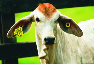 El momento actual de la ganadería lleva a que se tomen decisiones que permitan aumentar las ventas de animales y carne, e incluso llegar a mercados más exigentes. Foto: Cortesía. Ganadería, ganadería Colombia, noticias ganaderas, noticias ganaderas Colombia, CONtexto ganadero, trazabilidad, trazabilidad en colombia, programa de trazabilidad en colombia, identificación de ganado, identificacion de ganado en colombia, identifica, allflex, msd, msd salud animal, Allflex LiveStock Intelligence,