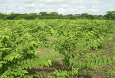 Los bancos forrajeros son una buena opción para tener alimento para el ganado en cualquier época del año pero es importante tener en cuenta las condiciones en que se realiza. Foto: agrotendencia.tv banco forrajero, alimentación, época seca, finca, hato, vacas, perennes, anuales, Sistemas de producción, corte, rebrote, hoja, tallo, Producción, pastoreo, ramoneo, podas, energia, proteína, tóxicos, clima, suelo, valor nutricional, costos, Inversión, emisiones de metano, carne, leche, cobertura vegetal, bosques, ríos, nitrógeno, leguminosas, Ganadería, ganadería colombia, noticias ganaderas colombia, CONtexto ganadero