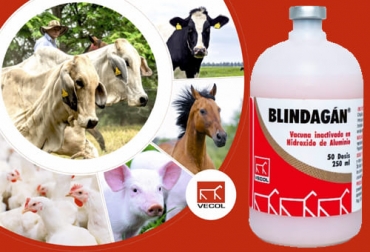 Vecol ha desarrollado la vacuna Blindagán indicada para la inmunización de bovinos contra problemas reproductivos ocasionados por distintos virus y bacterias. Foto: Cortesía Blindagán, Vecol, vecol Colombia, productos Vecol, ganadería Vecol, Blindagán ganadería, IBR, Rinotraqueítis Infecciosa Bovina, DVB, Diarrea Viral Bovina, Parinfluenza tipo 3, PI3, Virus Respiratorio Sincitial Bovino, VRSB, Leptospira, Campylobacter, ganado bovino, ganadería bovina, carne, leche, ganaderos, ganaderos colombia, ganado, vacas, vacas Colombia, bovinos, Ganadería, ganadería colombia, noticias ganaderas, noticias ganaderas colombia, CONtexto ganadero, contextoganadero