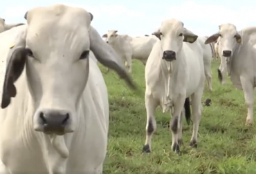 Una de las consecuencias de los buenos precios del ganado es que los ganaderos están invirtiendo en mejorar la productividad y eficiencia del negocio. Foto: facebook.com/GobMeta/ ganadería, ganadería colombia, noticias ganaderas, noticias ganaderas colombia, contexto ganadero, meta, departamento del meta, ganaderos del meta, abastecimiento de carne, carne en colombia, exportaciones de carne en colombia