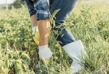 Existen algunas malezas que son consumidas por los bovinos y otras que se puede extraer de forma manual. Foto: cropaia.com Ganadería, ganadería colombia, noticias ganaderas, noticias ganaderas colombia, CONtexto ganadero, controlar las malezas, control de malezas, controlas las malezas sin usar químicos, Ganadería Sostenible, Ganadería regenerativa, productos orgánicos