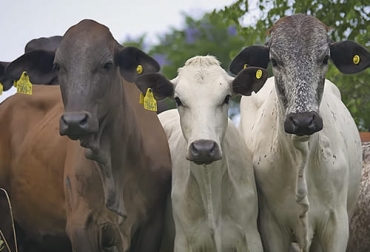 El cruce de brahman por BON ha arrojado muy buenos resultados tanto en la producción de carne como de leche e incluso para animales de trabajo. Foto: Captura de pantalla del video youtube.com/watch?v=GSu-eZg_sxA del canal de youtube TvAgro brahman, bon, Brahbon, cruce, producción de carne, leche, trabajo, precocidad, habilidad materna, docilidad, adaptabilidad, reproducción, rusticidad, resistencia, parásitos, garrapatas, pastoreo, forrajes toscos, fibrosos, valor nutritivo, ganancia de peso, vacas, preñez, Inseminación, monta natural, cría, cuencas, árboles, Ganadería, ganadería colombia, noticias ganaderas colombia, CONtexto ganadero