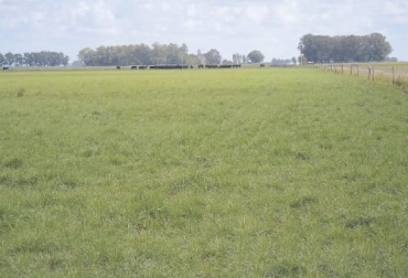 El establecimiento de pasturas es un factor que debe tener gran importancia para el ganadero porque allí radica la alimentación y nutrición de sus animales. Foto: supercampo.perfil.com establecimiento de pasturas, Agrosavia, lluvia, temperatura, luminosidad, viento, factores bióticos, factores abióticos, insectos, Hongos, bacterias, nematodos, fertilidad, caracterización, análisis físico, suelo, topografía, drenaje, variedad forrajera, reproducción, Salud Animal, tolerancia a la sequía, mombasa, pastoreo, tolerancia a la sombra, labranza, Ganadería, ganadería colombia, noticias ganaderas colombia, CONtexto ganadero