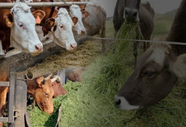 Si bien existen más métodos, prueba y error, el cuadrado de Pearson y la sustitución simple son los más sencillos para realizar el balanceo de raciones para ganado. Foto: bmeditores.mx - agroecuador.org - actualidadganadera.com Métodos balance de raciones, Balance raciones, balanceo de raciones, ración balanceada, balanceo de raciones ganadería, Ración balanceada ganadería, importancia de balancear las raciones, criterios para una buena ración, ganado bovino, ganadería bovina, carne, leche, ganaderos, ganaderos colombia, ganado, vacas, vacas Colombia, bovinos, Ganadería, ganadería colombia, noticias ganaderas, noticias ganaderas colombia, CONtexto ganadero, contextoganadero