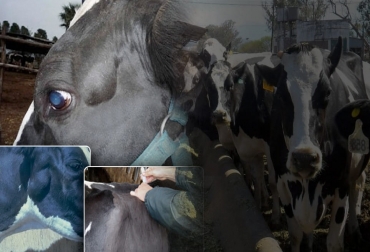 Esta es una enfermedad que puede transmitirse de un animal al humano, por lo cual se considera zoónotica. Foto: zoovetesmipasion.com - elabcrural.com - axoncomunicacion.net - veepro.nl - Gustavo Carrillo Izarraga / Rony Guinet ganadería, ganadería colombia, noticias ganaderas, noticias ganaderas colombia, contexto ganadero, , ganadería sostenible, leucosis, leucosis bovina, virus leucosis, leucosis bovina en colombia, seroprevalencia de la leucosis en colombia, historia de la leucosis, control de la leucosis, transmisión de la leucosis, tratamiento de la leucosis, tipos de leucosis