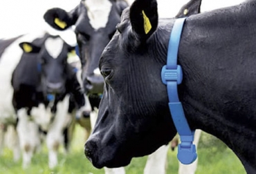 Los investigadores aseguran que con el GPS saben dónde están los animales durante un tiempo prolongado y así detectar focos de enfermedades. Foto: perulactea.com ganadería, ganadería colombia, noticias ganaderas, noticias ganaderas colombia, contexto ganadero, gps, gps para las vacas, geolocalización de los ganados, enfermedades de los ganados bovinos, animales en riesgo