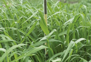 La gramínea forrajera Agrosavia sabanera ha mostrado sus bondades para la costa caribe de Colombia donde ofrece buenos rendimientos y resultados satisfactorios para los productores. Foto: saenzfety.com gramínea, forraje, agrosavia sabanera, mombasa, región Caribe, crecimiento estacional, desarrollo vegetativo, Lluvias, época seca, condiciones climáticas, producción de leche, carne, alimento, pastoreo rotacional, calidad nutricional, árboles, arbustos, leguminosas, arvenses, edad de corte, evaluación agronómica, tolerancia, Tanzania, proteína cruda, Gyr, holstein, Periodo de descanso, pastura, costeño con cuernos, brahman, Romosinuano, Ganadería, ganadería colombia, noticias ganaderas colombia, CONtexto ga