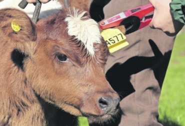 El sistema de identificación bovina en Uruguay hoy es financiado por el estado ya que implica un costo muy alto para el productor. Foto: portaldelcampo.cl ganadería, ganadería colombia, noticias ganaderas, noticias ganaderas colombia, contexto ganadero, trazabilidad, sistema de trazabilidad, aspectos claves sistema de trazabilidad, sistema de identificación, registros para trazabilidad, trazabilidad en el mundo