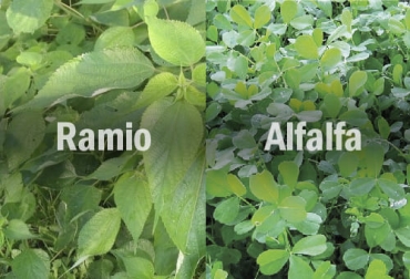 Estas leguminosas son importantes en la ingesta de los bovinos porqe les aportan proteína y calcio. Foto: en.wikipedia.org - agroactivocol.com ganadería, ganadería colombia, noticias ganaderas, noticias ganaderas colombia, contexto ganadero, leguminosas, especies leguminosas, especies leguminosas para ganado, ramio, siembra de ramio, fertilización de ramio, alfalfa, siembra de alfalfa, fertilización de alfalfa.
