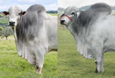 Una amplia caracterización de las razas Nelore y Tabapuã se presentó durante la Expogenética que se realiza en Brasil donde se tiene la mayor descripción fenotípica de estas razas. Foto: facebook.com/CentroAgricolaDeEsparza - es.tecnologianocampo.com.br Nelore, ExpoGenética, Brasil, ABCZ, Geneplus, evaluación genética, cebú, genotipo, Tabapua, Embrapa, Tecnología, herramientas, rentabilidad, hato, rebaño, apareamientos, tendencias genéticas, sacrificio, reemplazo, vaquillas, perímetro escrotal, ecografía, ojo de lomo, mercado, fertilización in Vitro, fertilidad, funcionamiento, criadores, Ganadería, ganadería colombia, noticias ganaderas colombia, CONtexto ganadero