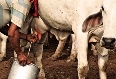 Durante el periodo de transición de las vacas la suplementación juega un papel importante para tener una rápida recuperación lo cual se traduce en mejores resultados. Foto: Fedegán Suplementación nutricional, balance energético, vacas lecheras, lactancia, gestantes, parto, dinámica reproductiva, pastoreo, adaptabilidad, endocrinos, metabólicos, energia, mantenimiento corporal, gestación, posparto, carbohidratos, fermentación ruminal, lípidos, aceites de pescado, semillas de oleaginosas, algodón, girasol, soya, grasas de sobrepaso, grasas hidrogenadas, jabones de calcio, Ganadería, ganadería colombia, noticias ganaderas colombia, CONtexto ganadero