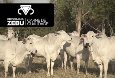 Los resultados del programa "Cebú, carne de calidad", muestran las bondades que tienen estos animales cuando tienen un adecuado manejo en sus diferentes etapas. Foto: Captura de pantalla del video youtube.com/watch?v=dJv9OixZWk8 del canal de youtube ABCZ - Associação Brasileira dos Criadores de Zebu Cebú, producción de carne, calidad, Brasil, nelore, Expogenética, mejoramiento genético. ABCZ, evaluaciones, ganancia de peso, pasto, corral, engorde, sacrificio, nutrición, genética, sanidad, alimentación, edad, pastura, rentabilidad, sustentabilidad, Brahman, Guzerá, Sindi, Tabapuã, soya, maíz, proteína, sistemas de producción, mercado, ganadería, ganadería Colombia, noticias ganaderas Colombia, contexto ganadero