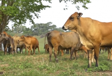 La raza chino santandereano ha mostrado sus bondades de adaptación a diferentes condiciones, especialmente agrestes en algunas zonas de nuestro país. Foto: Captura de pantalla del video youtube.com/watch?v=MW9nC1Fg7ys del canal de youtube TvAgro chino santandereano, raza criolla, adaptabilidad, condiciones difíciles, rusticidad, pastos mejorados, suplementos comerciales, ensilaje, Forrajes, sistema silvopastoril, ramonear, transformación, sal mineralizada, consumo, rotación de potreros, masa muscular, leche, ganancia de peso, Costos de Producción, peso al destete, Ganadería, ganadería colombia, noticias ganaderas colombia, CONtexto ganadero