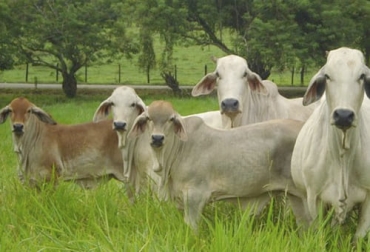 Los programas reproductivos deben contener indicadores de tasas de preñez, tasas de gestación y tasas de concepción. Foto: deagronomia.com Ganadería, ganadería colombia, noticias ganaderas, noticias ganaderas colombia, CONtexto ganadero, tasa de preñez, tasa de servicio, tasa de concepción, programa reproductivo eficiente, parámetros programas reproductivo eficiente, vaca problema, indicadores tradicionales reproductivos
