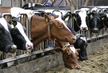 Si bien la suplementación se reserva para épocas críticas, expertos en México concluyeron que suplementar a lo largo del año de forma estratégica puede contribuir a un mejor rendimiento productivo del ganado. Foto: ganaderia.com tipos de suplementos para el ganado bovino, suplementos para engorde de ganado, suplementación de ganado en pastoreo, suplementación de bovinos en pastoreo, suplementación ganado de carne, suplementación verano, suplementación lluvias, ganado bovino, ganadería bovina, carne, leche, ganaderos, ganaderos colombia, ganado, vacas, vacas Colombia, bovinos, Ganadería, ganadería colombia, noticias ganaderas, noticias ganaderas colombia, CONtexto ganadero, contextoganadero