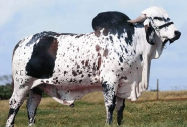 Sansao, es el mejor toro que ha habido de la raza gyr y por eso hoy día, después de muerto, sus pajillas y su descendencia continúa teniendo una alta demanda entre los ganaderos. Foto: zoovetesmipasion.com Sansao, Gyr, Brasil, clon, pajillas, semen, hijos, hijas, descendencia, crías, machos, hembras, venta, demanda, buenos precios, Producción lechera, doble propósito, carne, embriones, trópico bajo, rentabilidad, cebuínas, taurinas, pruebas, progenie, biotecnología, Ganadería, ganadería colombia, noticias ganaderas colombia, CONtexto ganadero