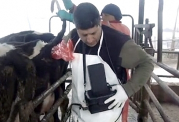 En Colombia la ultrasonografía se ha practicado en ganado de carne y de leche como herramienta de diagnóstico reproductivo. Foto: infocampo.com.ar ganadería, ganadería colombia, noticias ganaderas, noticias ganaderas colombia, contexto ganadero, ultrasonografía, ultrasonografía en Colombia para qué sirve la ultrasonografía, qué evalúa la ultrasonografía, ultrasonografía en hembras