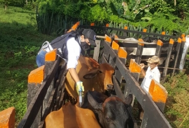 El primer ciclo de vacunación contra la fiebre aftosa culminará el 4 de agosto, y las cifras definitivas del ciclo se conocerán en un mes. Foto: Fedegán censo bovino, censo bovino 2021, censo bovino Colombia, fiebre aftosa, primer ciclo de 2021 de vacunación contra la fiebre aftosa, cobertura preliminar del 98% en vacunación contra la fiebre aftosa, Fedegán-FNG, ICA, bioseguridad, vacas, vacas Colombia, lechería, bovinos, ganadería bovina, ganadería bovina Colombia, noticias ganaderas, noticias ganaderas Colombia, contextoganadero