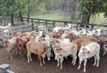 Yopal tendrá un centro de mejoramiento genético con el cual aspiran a ser más competitivos y reducir costos. Foto: prensalibrecasanare.com Mejoramiento genético, Yopal, Comité de ganaderos, Casanare, Arauca, Meta, Vichada, Fedegán-FNG, Agrosavia, universidades, laboratorio, vientres puros, donadoras, aspiraciones, personal, finca, embriones, gobernador, alcalde, recursos, partida, ciencia, tecnología, innovación, día del ganadero, mes del conocimiento ganadero, Ecopetrol, protocolos de bioseguridad, feria ganadera, doble propósito, Asodoble, reapertura económica, ganadería, ganadería Colombia, noticias ganaderas Colombia, contexto ganadero